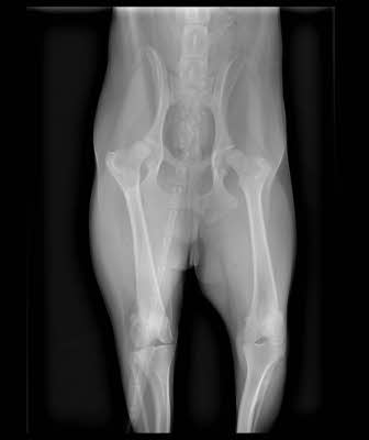 Zak's xray thumbnail